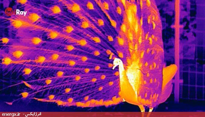 طاووس ها در تصویربرداری حرارتی حتی زیباتر به نظر می رسند